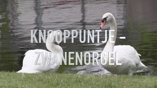 KNOOPPUNTJE  Zwanenorgel [upl. by Castle142]