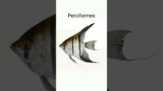 ²🐟☆³² Order Perciformes  Perchlike fishes  Observed in Description [upl. by Trela]