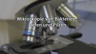 Mikroskopie von Bakterien Hefen und Pilzen [upl. by William956]