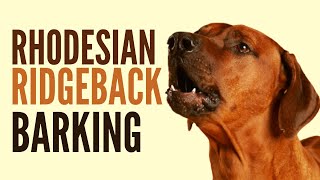 Rhodesian Ridgeback Barking How To Make Your Dog Bark [upl. by Atilol]