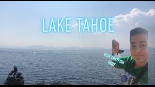 Beautiful Lake Tahoe Caught Blue Crayfish Rare [upl. by Kathrine815]