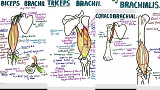 Muscles of Upper Arm  Two Compartments  Attachments  Origin  Insertion  Nerve Supply  Actions [upl. by Adekan673]