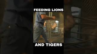 FEEDING LIONS AND TIGERS [upl. by Par341]