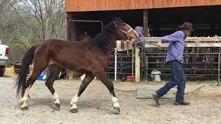 Sold207 3 yr old 141h gypsy vannerhackney mare 1450 [upl. by Artenal]