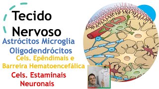 Tecido Nervoso  Neuroglia  Barreira hematoencefálica e Células estaminais neurais Aula 47 [upl. by Aihsotal622]