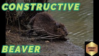 Fearless Beavers Building the Perfect Dam Hypersanity Animals [upl. by Gniy]