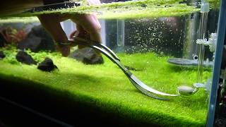 Trimming Utricularia Graminifolia [upl. by Lolly800]