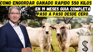 como engordar ganado rapido 550 KILOS EN 19 MESES GUIA COMPLETA [upl. by Hurty]