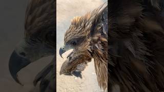 Rescues injured eagle on the road 🦅respectanimalsviralshorts [upl. by Dnalwor]