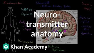 Neurotransmitter anatomy  Organ Systems  MCAT  Khan Academy [upl. by Hcardahs535]