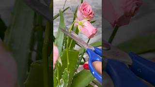 Propagating Boquet Roses 💐 in Aloevera plant [upl. by Hakkeber809]