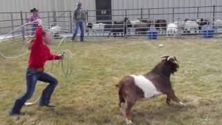 Goat Roping  Winnemucca Rodeo 2017 [upl. by Sweeney]