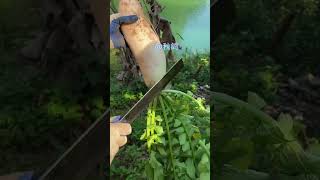 Organic Radish In My Garden agriculture farming amazing shorts [upl. by Salbu]