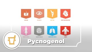 Pycnogenol  a video infographic [upl. by Eurd264]