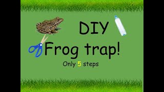 DIY frog trap I 5 easy steps [upl. by Oneg]