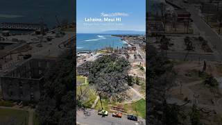 Lahaina’s Banyan Tree June 2024 Update… 10 months after the big 🔥 maui lahaina lahainafire [upl. by Lemuel]