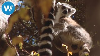 Madagaskar erleben  LemurenParadies und Perle des indischen Ozeans Planet HD [upl. by Aloysius123]