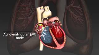 How the cardiac cycle is produced by electrical impulses in the heart [upl. by Oalsecnew]