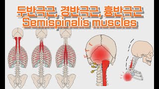 두반극근경반극근흉반극근Semispinalis muscles 완전 정복 [upl. by Frasier]