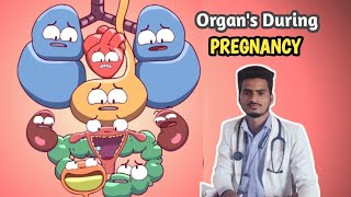 Organs during Pregnancy Period Pregnancy ke douran baaki organs haal pregnancy reproduction [upl. by Ttirb]