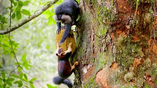 Macaques SLAP Squirrels And Steal Their Food  Primates  BBC Earth [upl. by Fania]