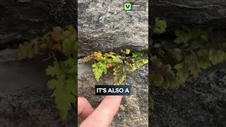 Possibly a Spleenwort plants botany nature outdoors garden gardening [upl. by Normak]