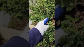 Cleaning Ever Green Dead Leaves EvergreenCare DeadLeafRemoval GardenMaintenance [upl. by Wivinah293]