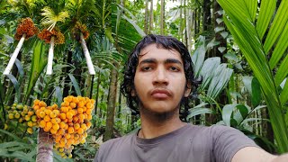 I am in arecanut farmArecanut farm full viewsToday is 30 august 2024 [upl. by Aileda]