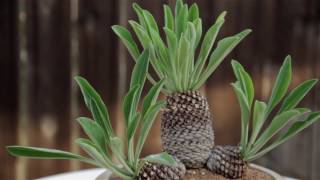 Euphorbia bupleurifolia “Pine Cone Plant” [upl. by Gosnell]