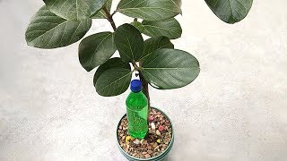 Best self watering system for any plants  Auto watering system [upl. by Kendry542]