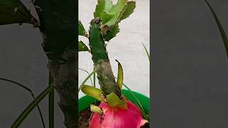 Grow Dragon at Home  Using Aelovera farming plants shorts [upl. by Chas]