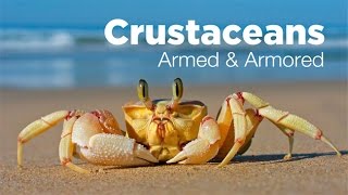 Armed and Armored The Amazing Evolutionary Story of Crustaceans [upl. by Woolson]