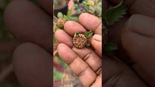 வரும் ஆனா வராது😜நல்லா பாத்துக்குங்கKesavardhini seeds in home gardennatureorganicshorts [upl. by Jamel]