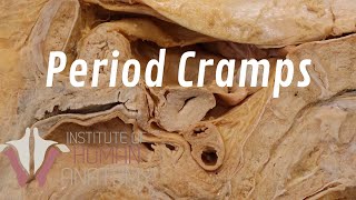 What Are Period Cramps [upl. by Lapotin]