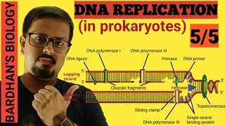 DNA REPLICATION in prokaryotes in HINDI 55 [upl. by Enal]