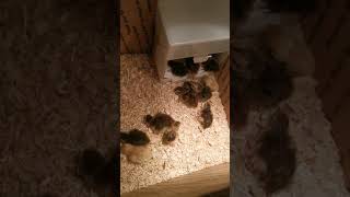 hatched 14 quails out of 32 eggs [upl. by Suoirrad317]