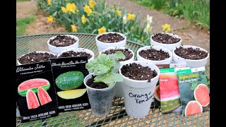 Growing Watermelons Seed Sowing Indoors Soil Amendments Clay Soil Container Growing And More [upl. by Matthus]