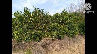 Sweet Orange Plant [upl. by Hcone]