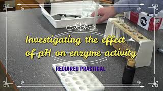 Investigating the effect of pH on enzyme activity  REQUIRED PRACTICAL [upl. by Race]