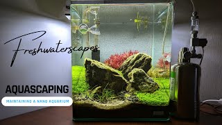 WEEKLY MAINTENANCE ON A 30L AQUASCAPE [upl. by Suzann]