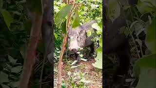 A male wild boar with long teeth protruding from the forestshorts boars pig wildboar wild [upl. by Annaik]