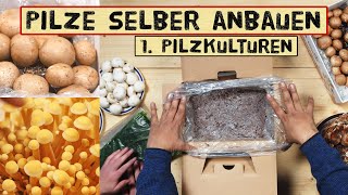 Selbstversorgung mit Pilzen Fertigkulturen wie Champignons Shiitake Enoki Kräuterseitlinge [upl. by Sharman676]