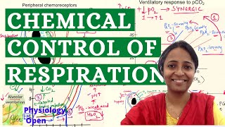 Chemical regulation of respiration  Respiratory system physiology mbbs 1st year lecture [upl. by Aiyot525]