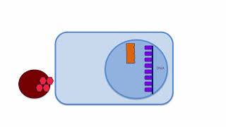 Signaling pathway of steroid hormones [upl. by Candice192]