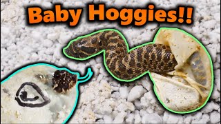 Really Cool Hognose Snakes Hatching [upl. by Netsua]