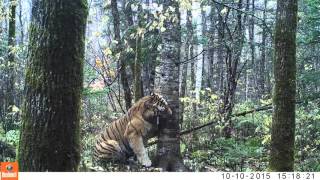 Wild Siberian Tiger in Russian Far East [upl. by Hajar]