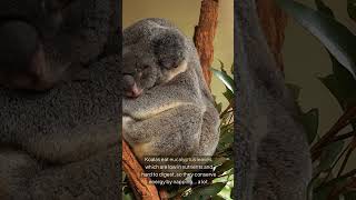 Koala Fun Facts The Sleepy Tree Huggers of Australia 🐨 [upl. by Josephine]