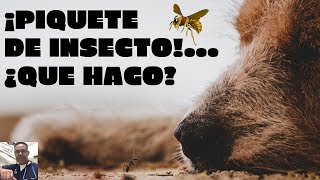 ¿PIQUETE DE INSECTO EN MI MASCOTA¿QUÉ HAGO [upl. by Aratal340]