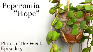 How To Care For Peperomia “Hope”  Plant Of The Week Ep 5 [upl. by Halik]