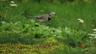 White Wagtail foraging on the lawn take 3 [upl. by Bein148]